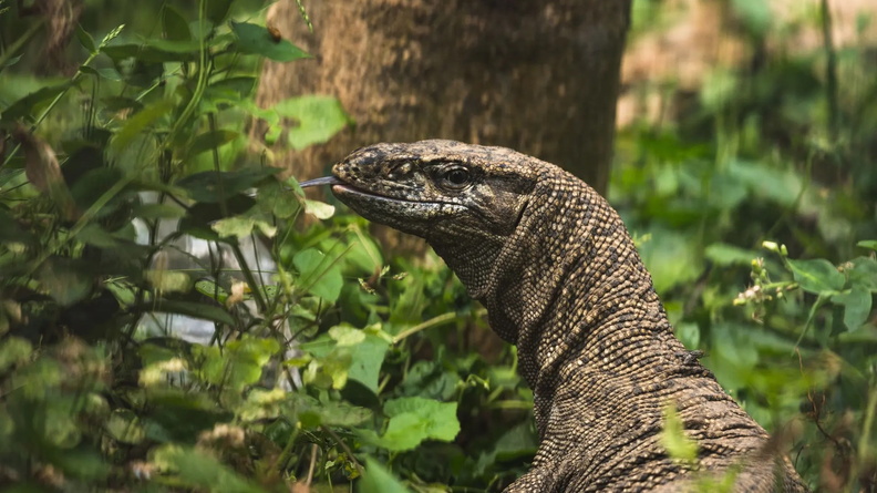 Bengal Monitor (aka Common Indian Monitor) (Varanus bengalensis), Tehatta, West Bengal, India